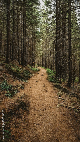 Tourist mountain trail in a pine forest