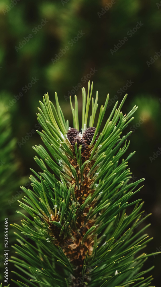 Green pine branch on the background of bushes and mountains