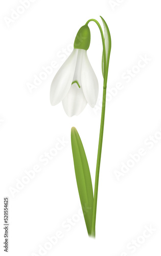 Realistic Snowdrop Illustration