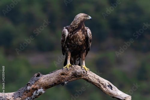 Bild auf Leinwand Golden eagle perched on a branch