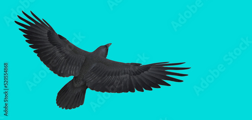 3d illustration of Chihuahuan Raven on color background 