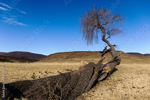 Scenic view of a leafless crooked tree in a desert against mountains on a sunny day photo