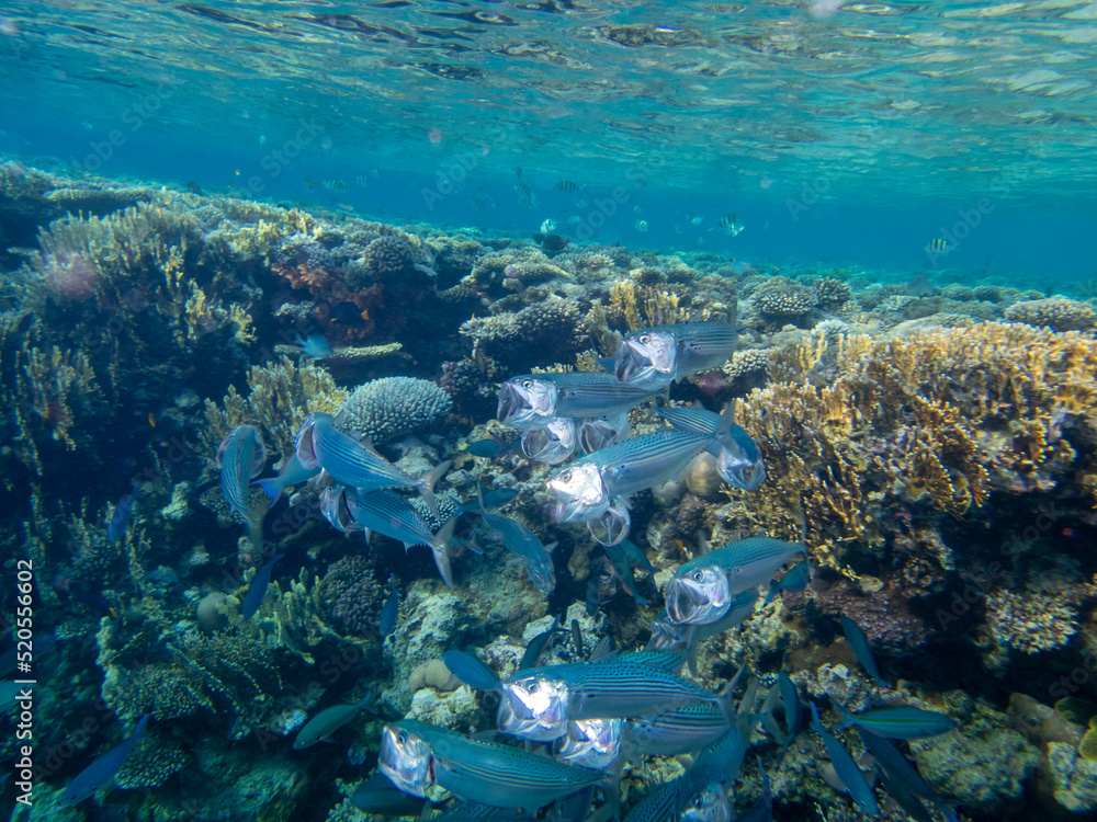 Fototapeta premium Fabulously beautiful seabed of the Red Sea