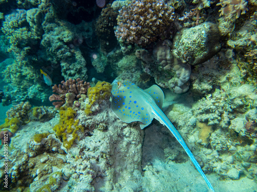 Stingray at the bottom of the Red Sea  Egypt  Hurghada