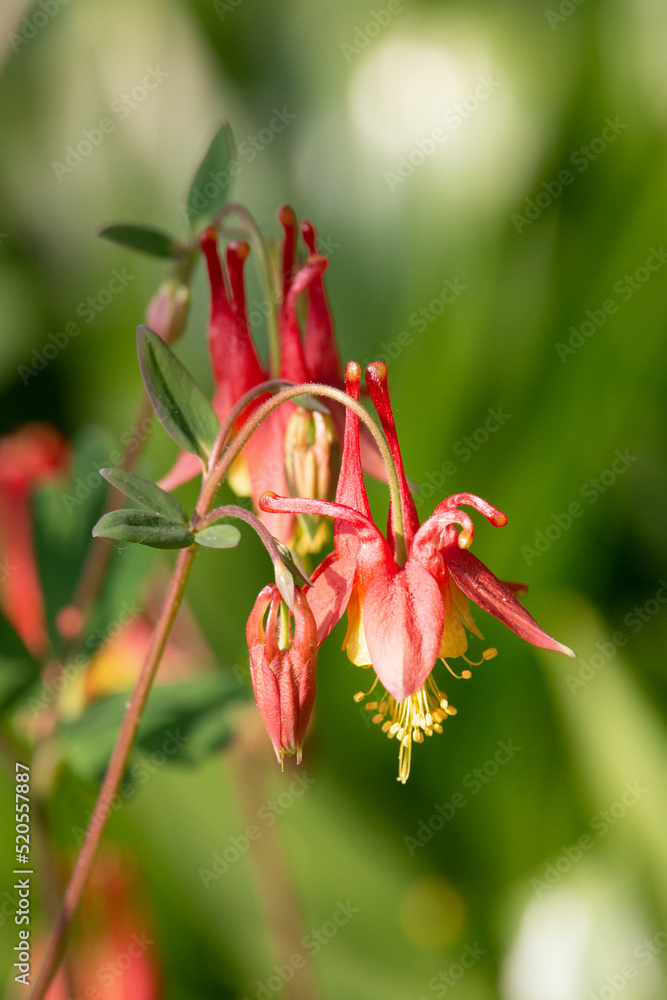 Blume Blume