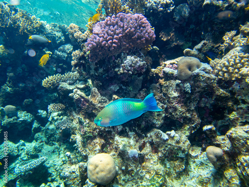 Bright inhabitants of the coral reef in the Red Sea  Egypt  Hurghada