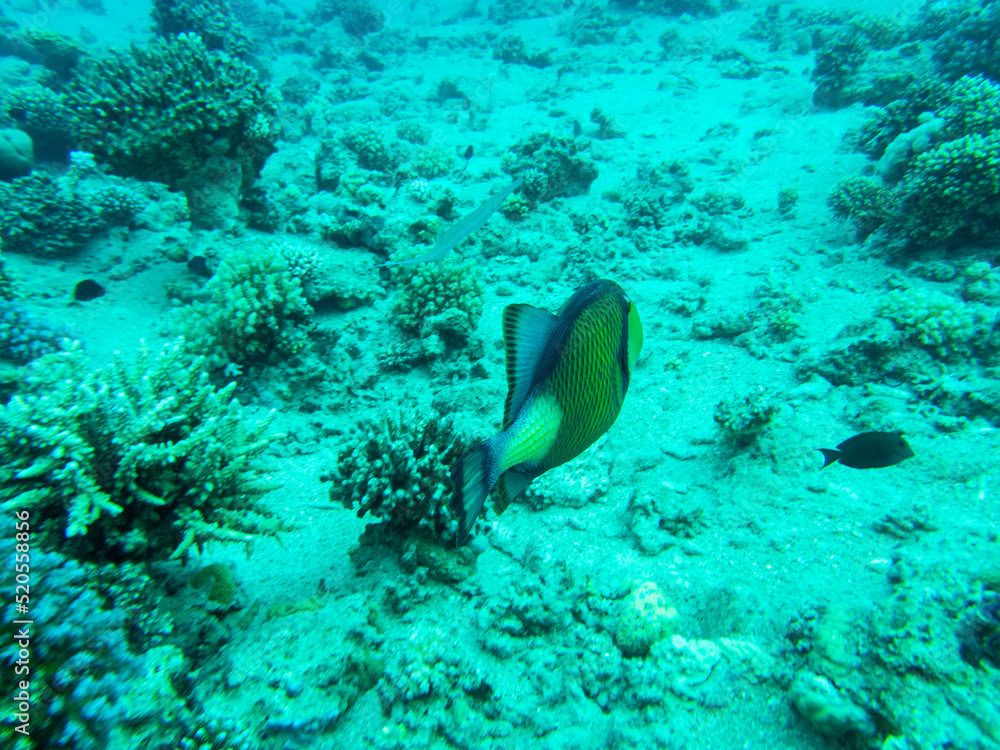 Fototapeta premium Bright inhabitants of the coral reef in the Red Sea, Egypt, Hurghada