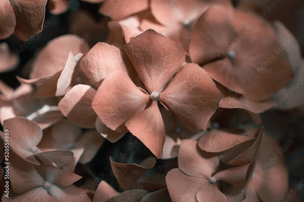 Soft focus blur close up hydrangea flower petal. Nature background. Soft focus blur close up hydrangea flower petal. Nature background.