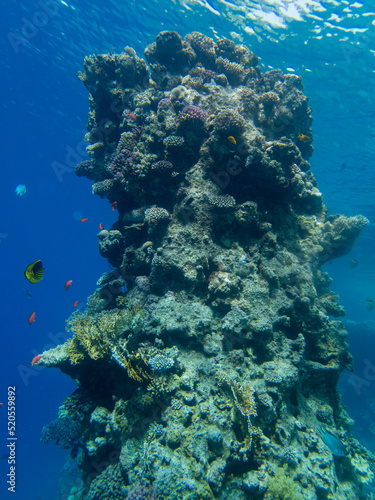 Bright inhabitants of the coral reef in the Red Sea, Egypt, Hurghada