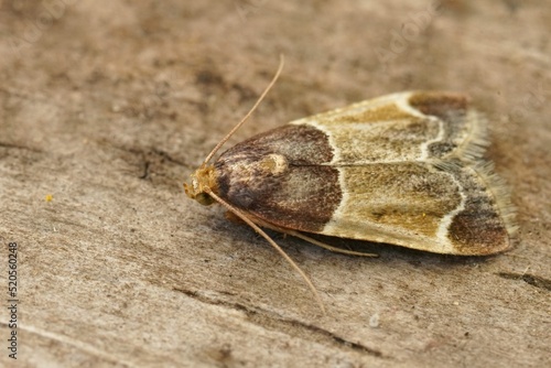 Closeup on the colorful Meal Moth , Pyralis farinalis sitting on wood photo