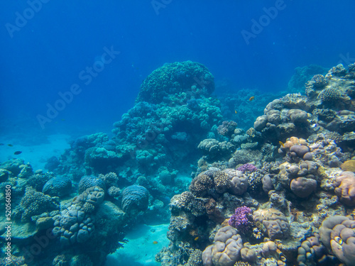 Bright inhabitants of the coral reef in the Red Sea, Egypt, Hurghada