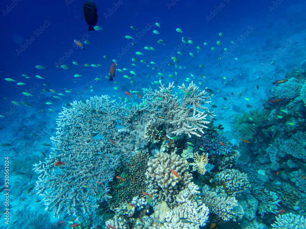 Obraz premium Bright inhabitants of the coral reef in the Red Sea, Egypt, Hurghada