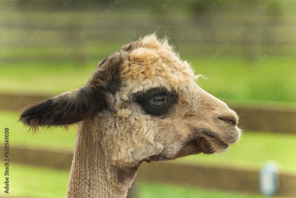 brown alpaca farm animal