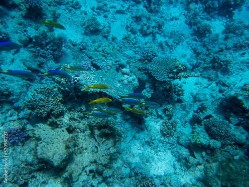 Bright inhabitants of the coral reef in the Red Sea  Egypt  Hurghada