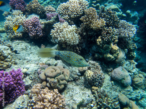 Bright inhabitants of the coral reef in the Red Sea, Egypt, Hurghada © glebantiy