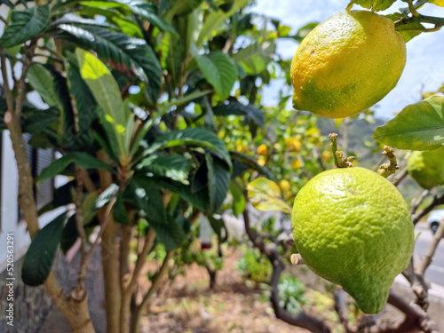 limones, almendro y limoneros en un jardín photo