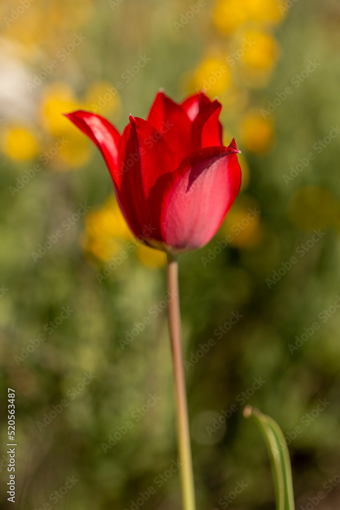 Rhodopean Tulip (Tulipa rhodopea), rare species wild flower from Bulgaria, Balkans