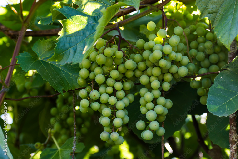 Bunches of green wine grapes, the sun illuminates a few fruits