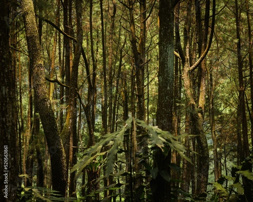 Scenic view of green plants growing in a forest in sunlight photo