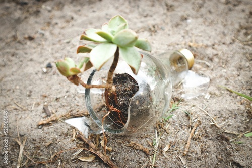 Fotografi Succulent plant growing in a broken light bulb, symbolizing rebirth of nature