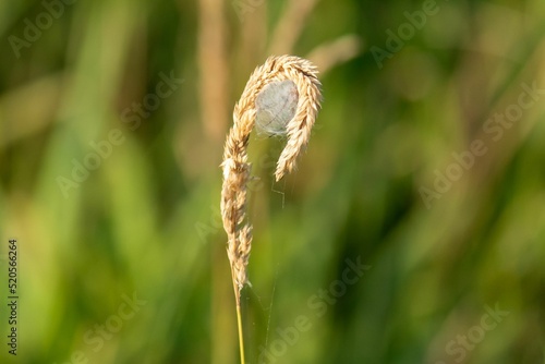 Closeup shot of a corn spider hidden in the wheat in a meadow on blurry background photo