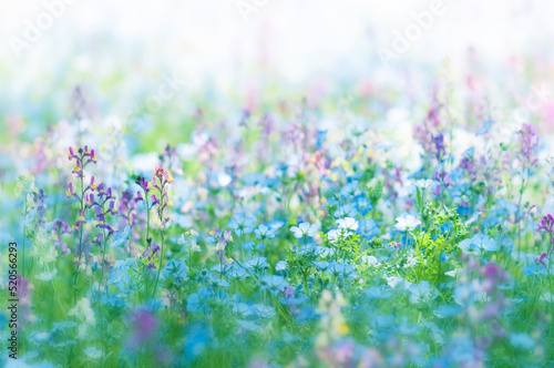 青い花畑の夢