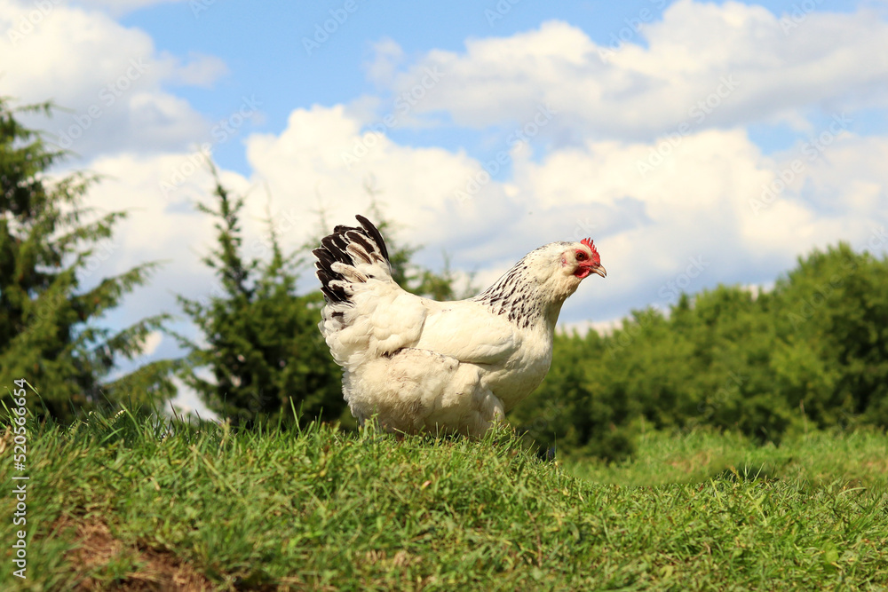 A free-range organic farm chicken grazes on the grass. selective focus A free-range organic farm chicken grazes on the grass. selective focus
