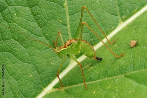 Closeup on a male speckled bush-cricket, Leptophyes punctatissima, sitting on a green leaf photo