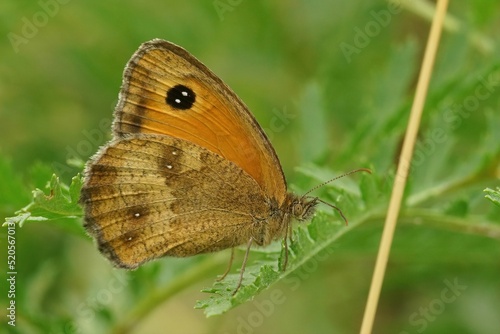 Closeup on the gatekeeper or hedge brown butterfly, Pyronia tithonus hiding in the vegetation photo