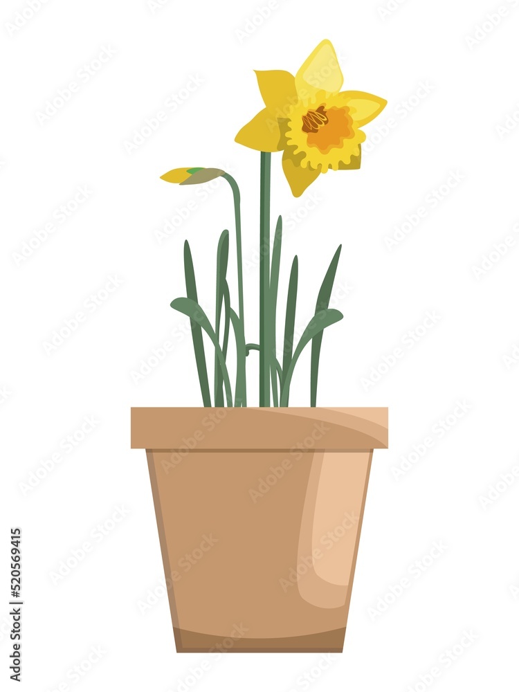 Vector yellow daffodil in ceramic flower pot, isolated on white background