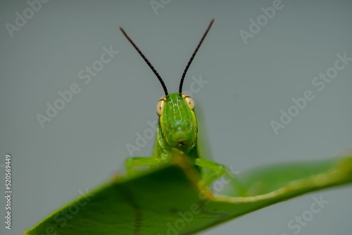 Fotografia, Obraz Closeup of a grasshopper sitting on a green plant leaf