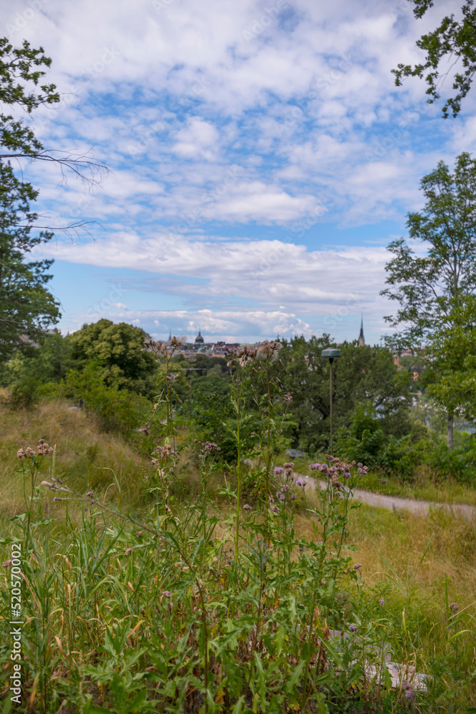 Skyline view from a flower rich hill with birch trees, a sunny summer day in Stockholm Skyline view from a flower rich hill with birch trees, a sunny summer day in Stockholm