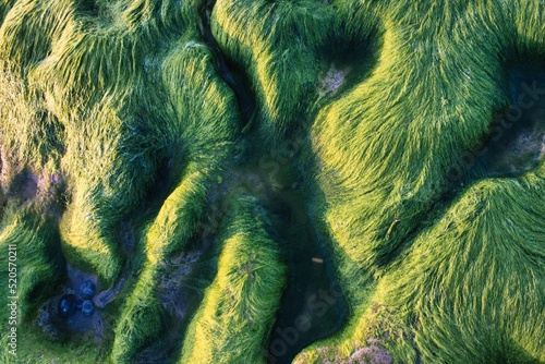 Φωτογραφία Closeup of round coastal stones covered with green algae bloom