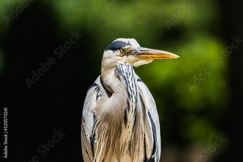 Closeup of a grey heron (Ardea cinerea) with retracted neck at the ZSL London Zoo, England, UK photo