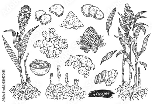 Ginger spicy plant big set hand drawn sketch vector illustration isolated.