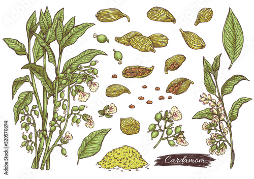 Cardamom spice plant hand drawn set of sketch ink vector illustrations isolated.