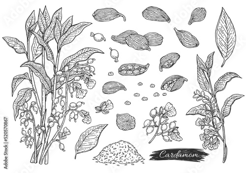 Cardamom plant botanical hand drawn set of sketch vector illustration isolated.
