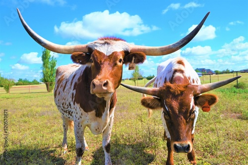 A couple of longhorn cow pals, sauntering through the field. photo