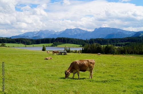 cows grazing on the lush green alpine meadows with scenic lake Attlesee and the Bavarian Alps in the background in Nesselwang, Allgaeu or Allgau, Germany	