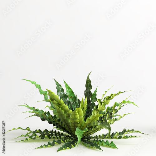 3d illustration of asplenium nidus isolated on white background photo