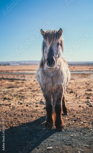 Obraz na plátně Vertical shot of a Horse behind a wire fence in Iceland