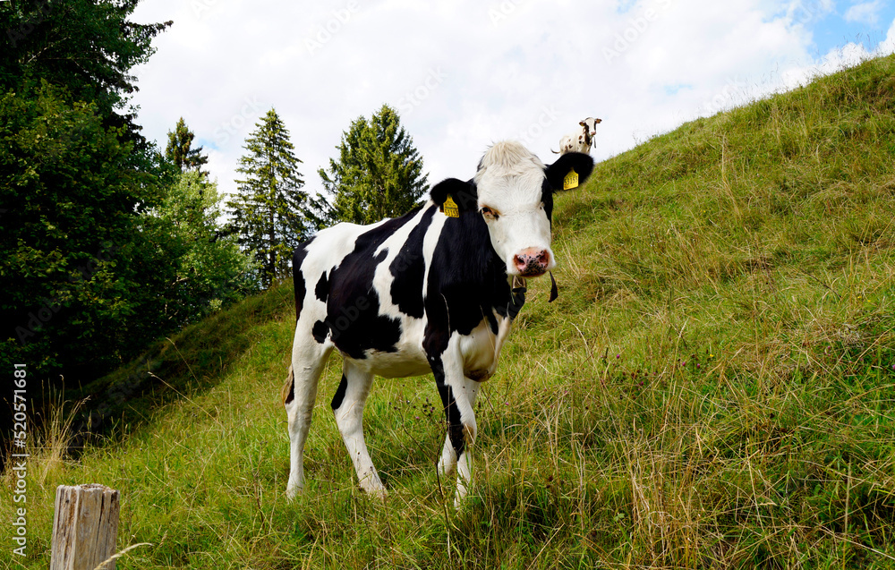 cow grazing on the green alpine meadow in Nesselwang in the Bavarian Alps, Allgau, Bavaria, Germany	