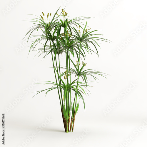 3d illustration of cyperus alternifolius isolated on white background photo