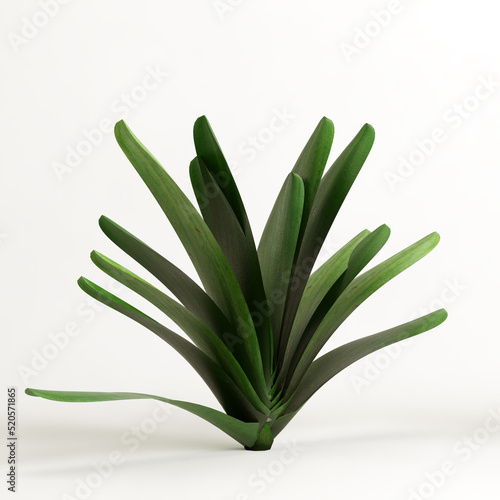 3d illustration of flower lily isolated on white background