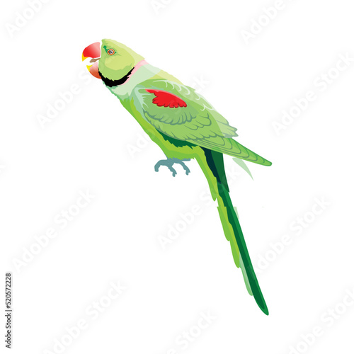 Logo design of a rose-ringed parakeet (Psittacula krameri) isolated on a white background