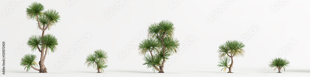 3d illustration of set dracaena tree isolated on white background