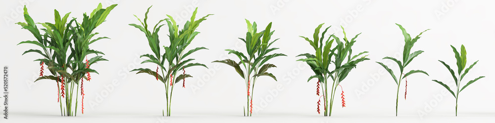 3d illustration of set heliconia tree isolated on white background ...