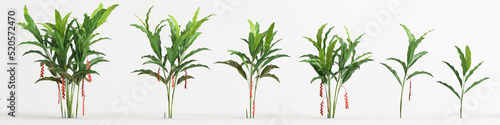 3d illustration of set heliconia tree isolated on white background photo