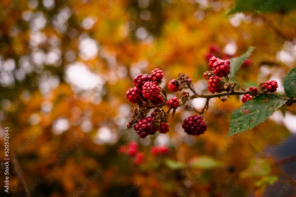 Closeup shot of raspberries on a branch on a blurred bokeh background - rubus - obrazy, fototapety, plakaty 