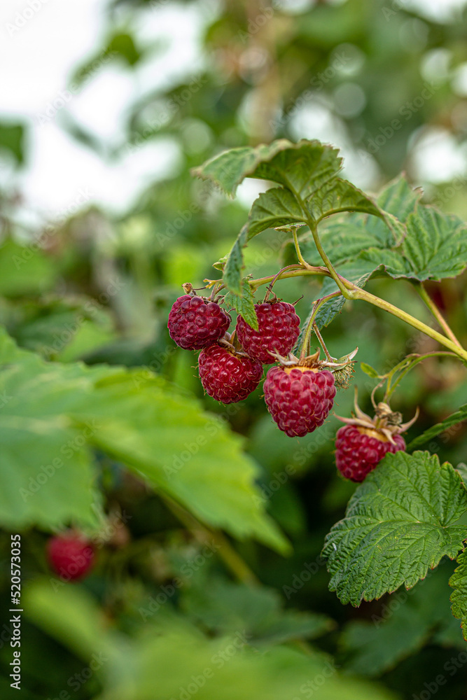ripe raspberries on the bush with green leaves in the garden close up ripe raspberries on the bush with green leaves in the garden close up